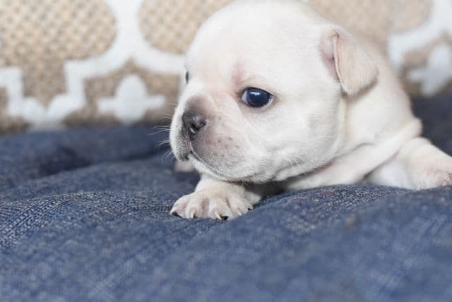 French Bulldog Puppies breeder image 20