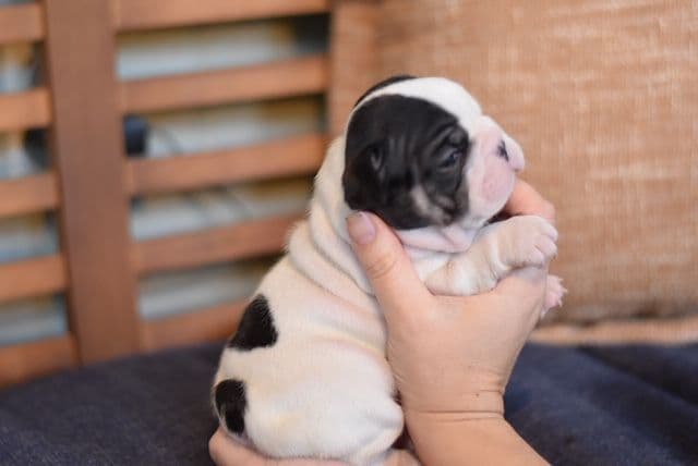 French Bulldog Puppies breeder image 15
