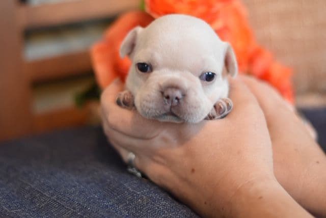 French Bulldog Puppies breeder image 12