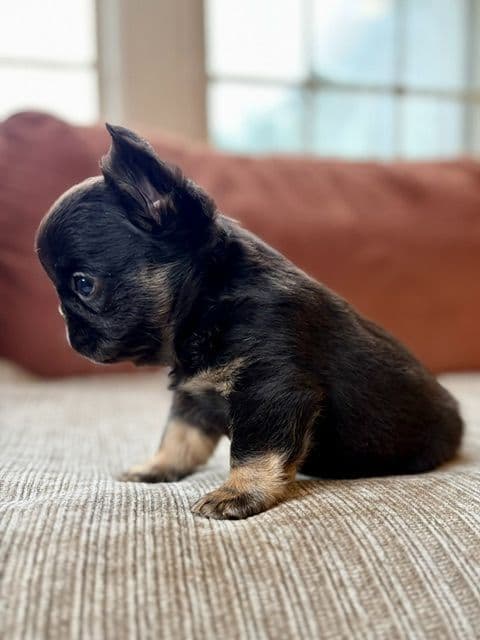 French Bulldog Puppies media 8