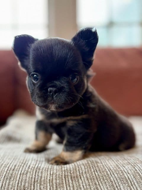 French Bulldog Puppies media 3