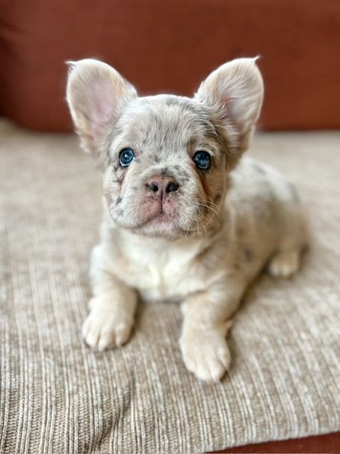 French Bulldog Puppies media 5