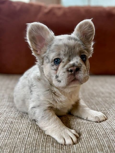 French Bulldog Puppies media 9