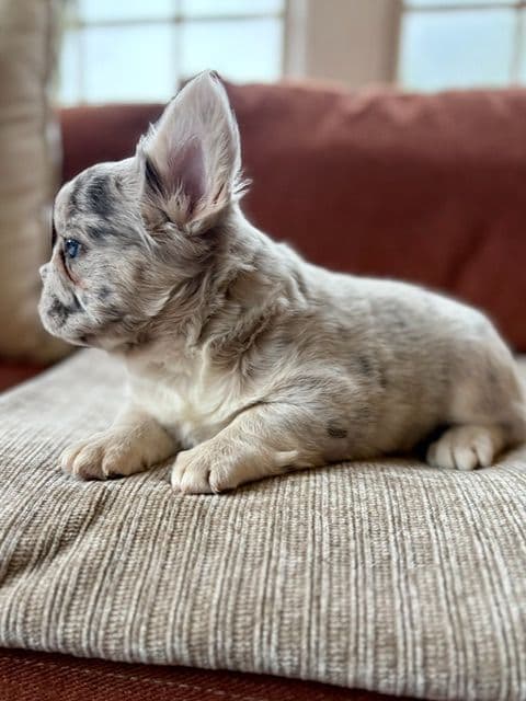 French Bulldog Puppies media 10
