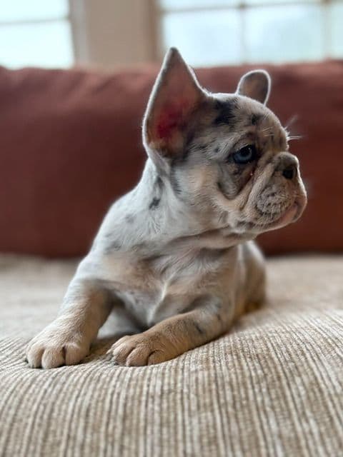French Bulldog Puppies media 13