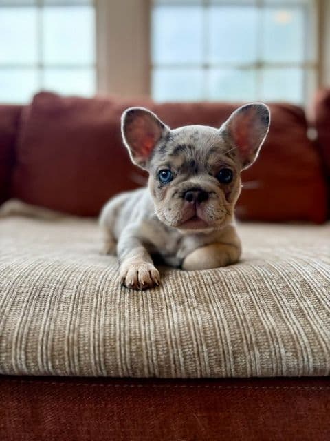 French Bulldog Puppies media 11