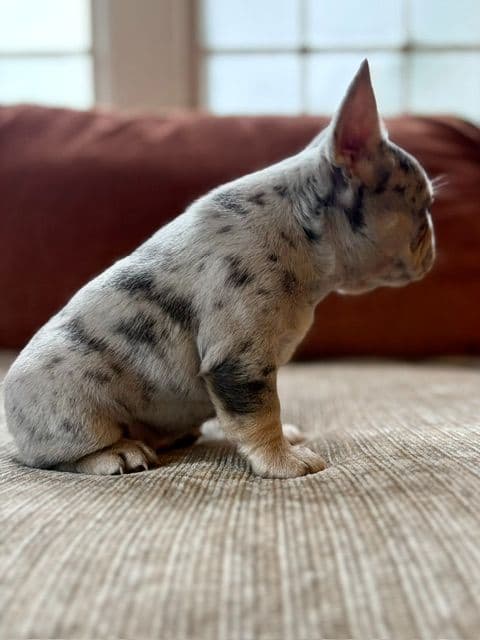 French Bulldog Puppies media 12