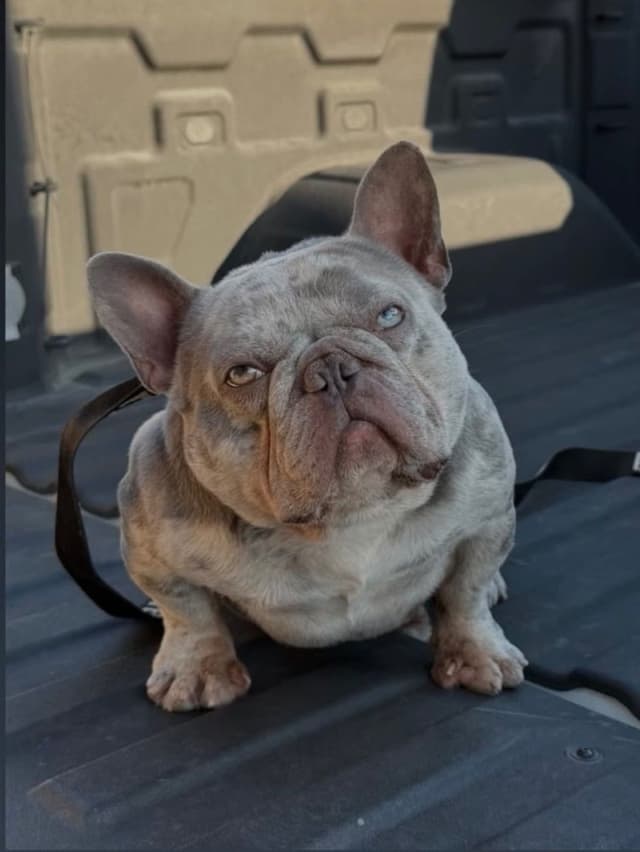 Ethical/Premium French Bulldog Puppies media 10