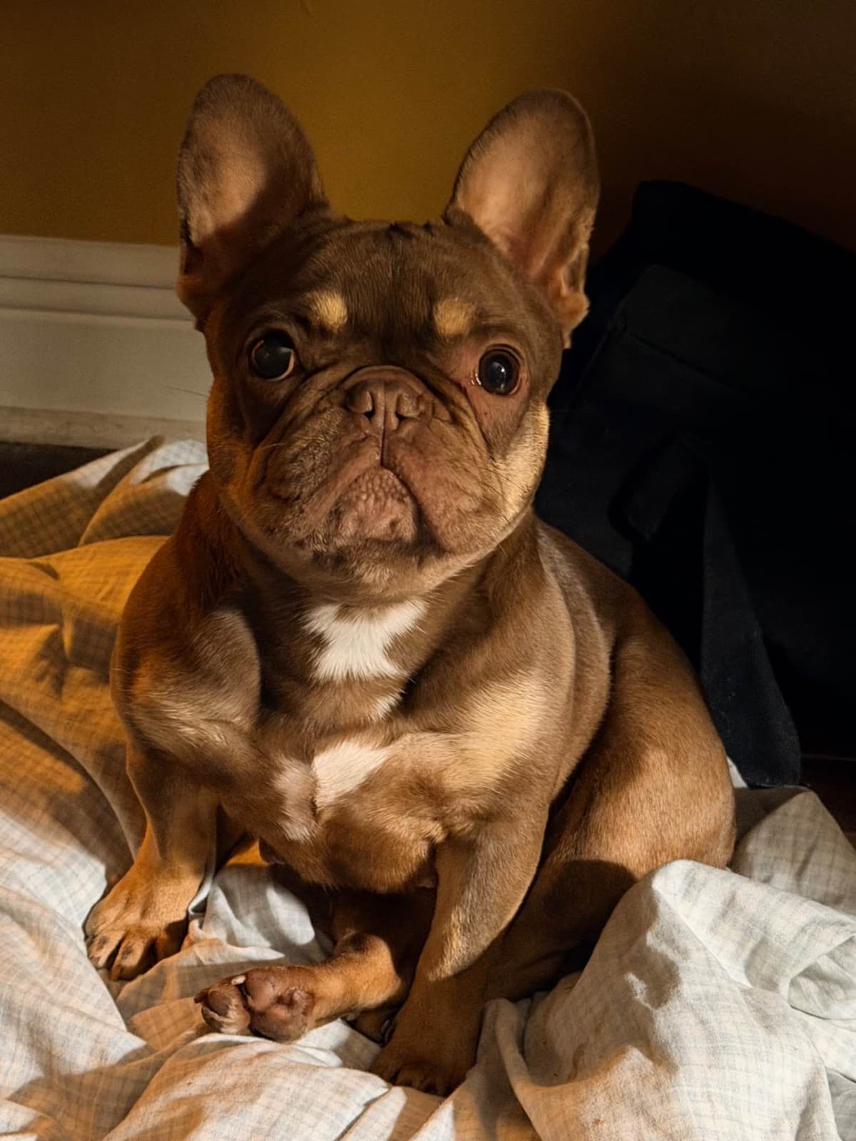 Ethical/Premium French Bulldog Puppies breeder image 2