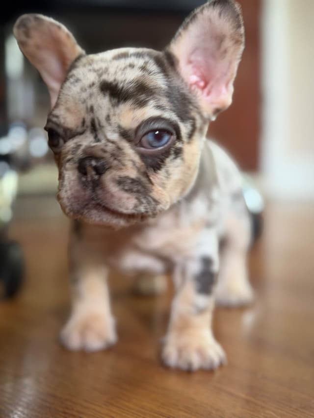 Ethical/Premium French Bulldog Puppies media 6
