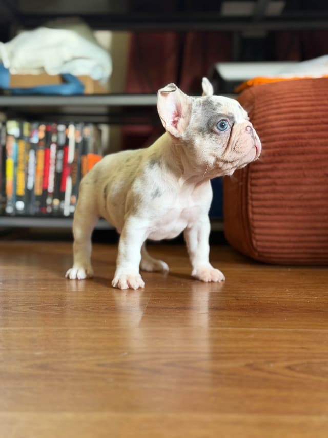 Ethical/Premium French Bulldog Puppies media 8