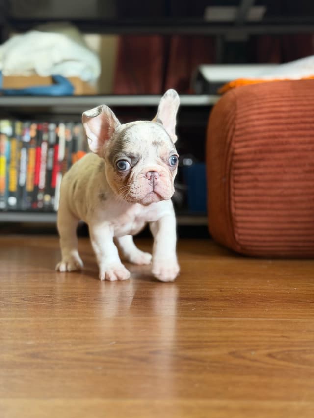 Ethical/Premium French Bulldog Puppies media 7