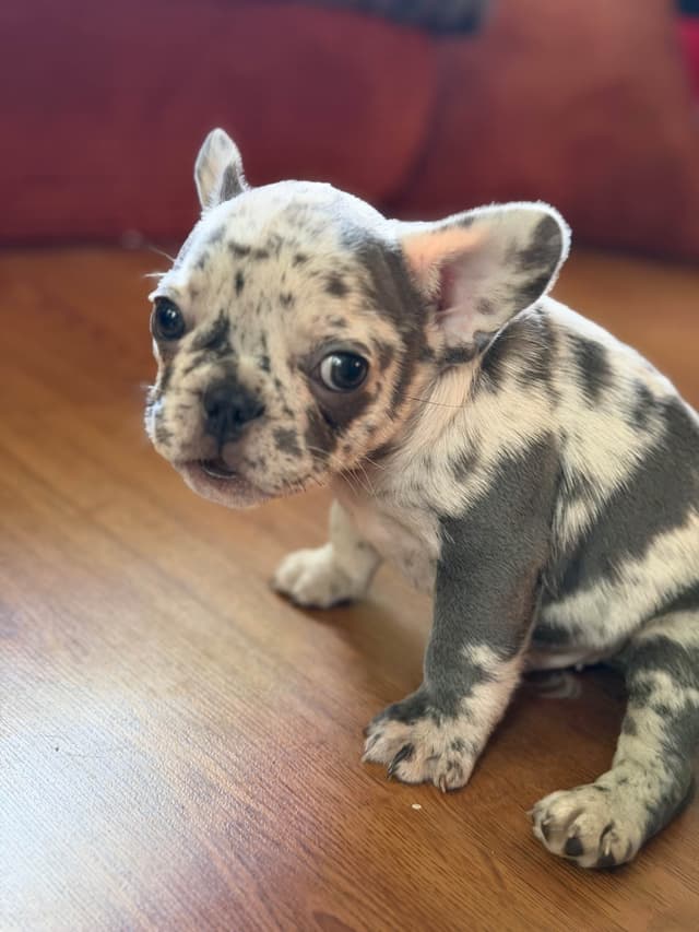 Ethical/Premium French Bulldog Puppies media 3