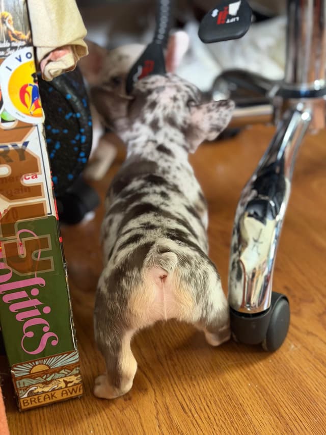 Ethical/Premium French Bulldog Puppies media 4