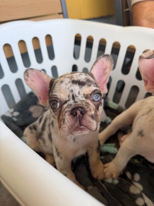 Ethical/Premium French Bulldog Puppies media 5