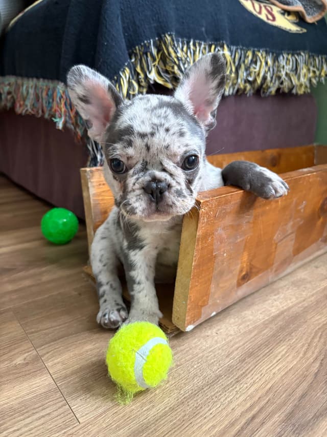 Ethical/Premium French Bulldog Puppies media 2