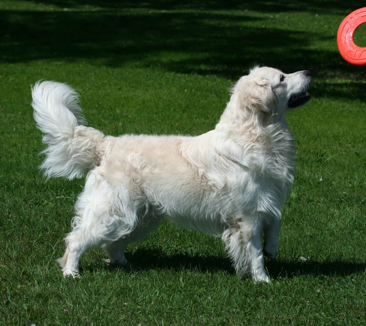 English Cream Golden Retriever Puppies breeder image 1