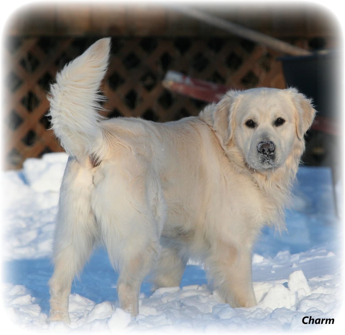 English Cream Golden Retriever Puppies breeder image 3