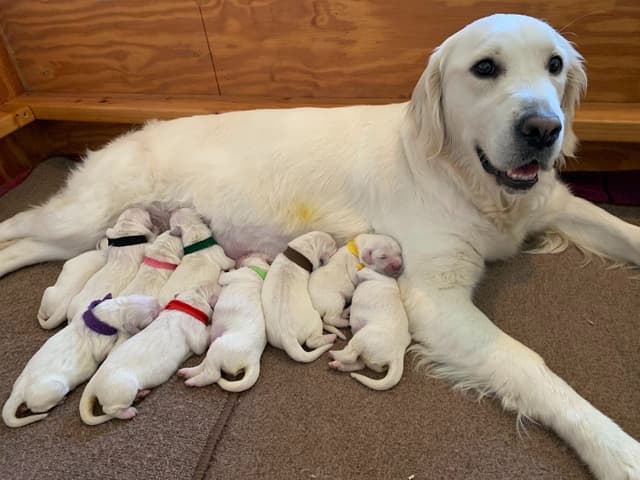 English Cream Golden Retriever Puppies media 2