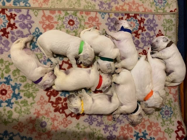 English Cream Golden Retriever Puppies media 4