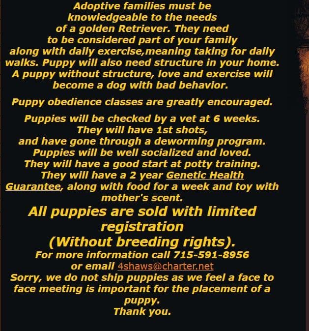 English Cream Golden Retriever Puppies media 7