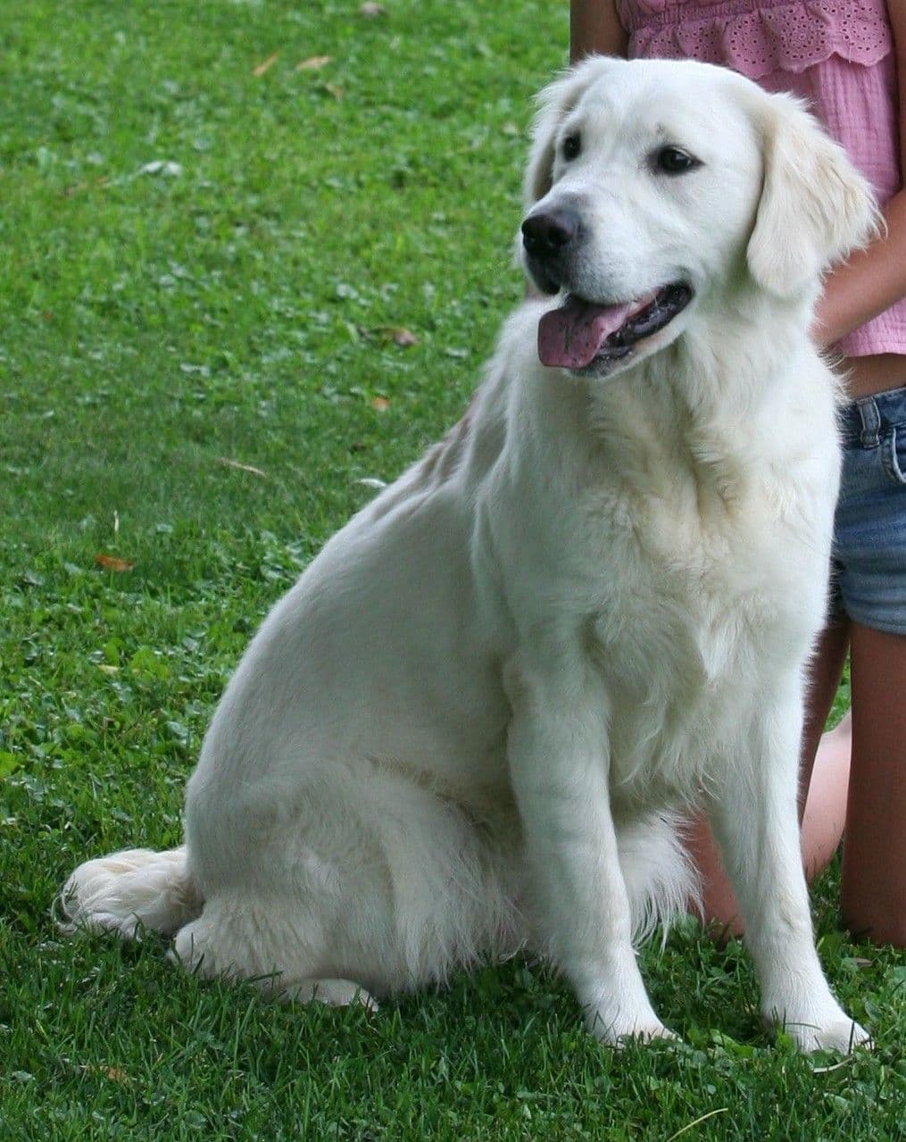 English Cream Golden Retriever Puppies breeder image 4