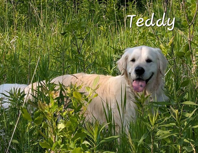 English Cream Golden Retriever Puppies media 2