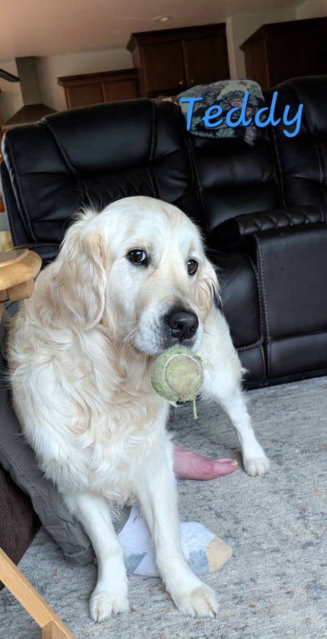 English Cream Golden Retriever Puppies media 3