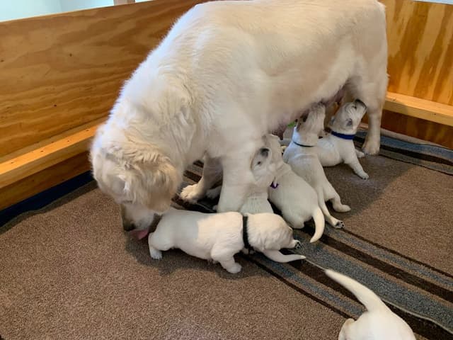 English Cream Golden Retriever Puppies media 4
