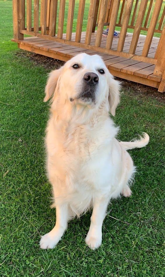 English Cream Golden Retriever Puppies media 5