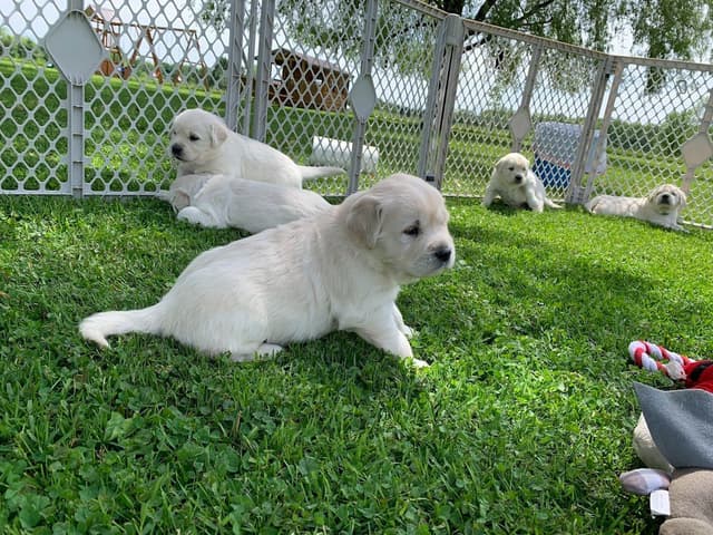 English Cream Golden Retriever Puppies media 9