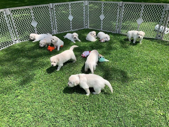 English Cream Golden Retriever Puppies media 10