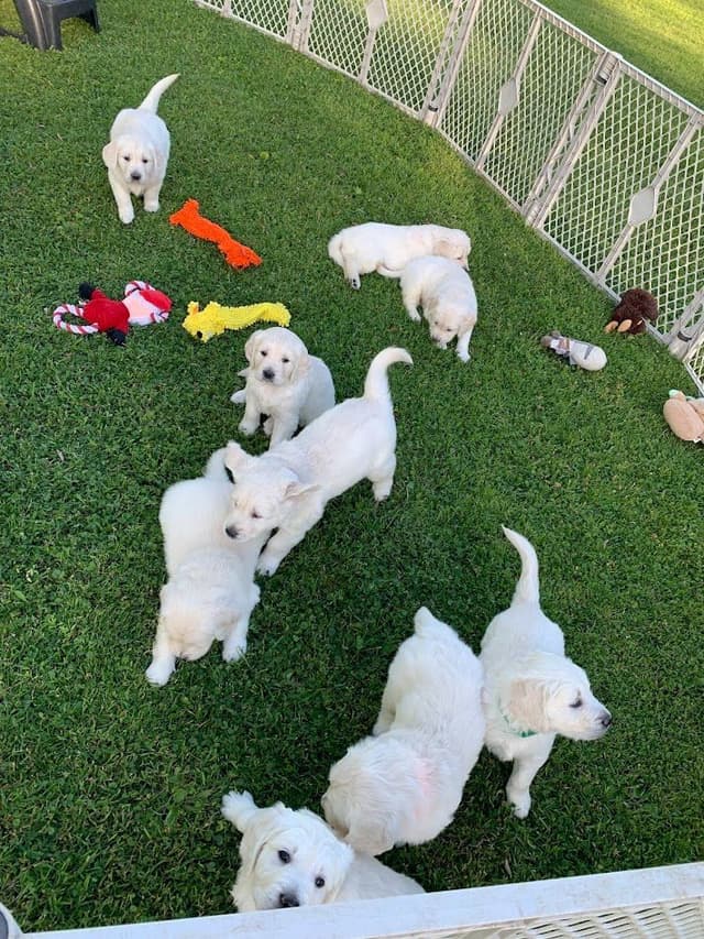 English Cream Golden Retriever Puppies media 9