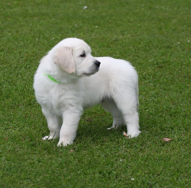 English Cream Golden Retriever Puppies media 11