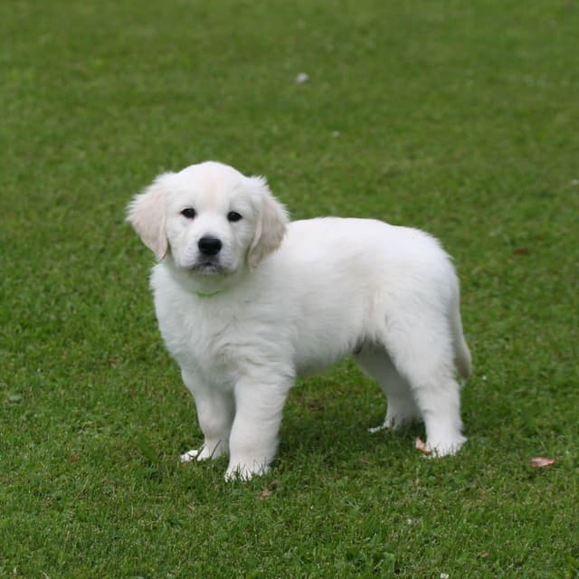 English Cream Golden Retriever Puppies media 12