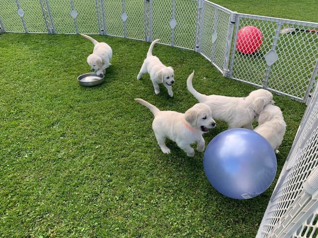 English Cream Golden Retriever Puppies media 13