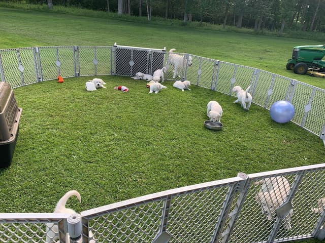 English Cream Golden Retriever Puppies media 15