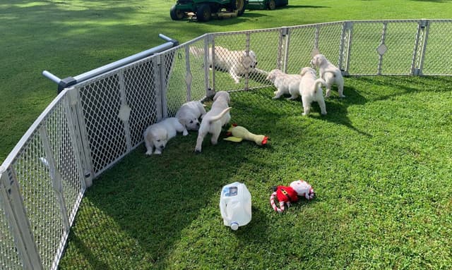 English Cream Golden Retriever Puppies media 16