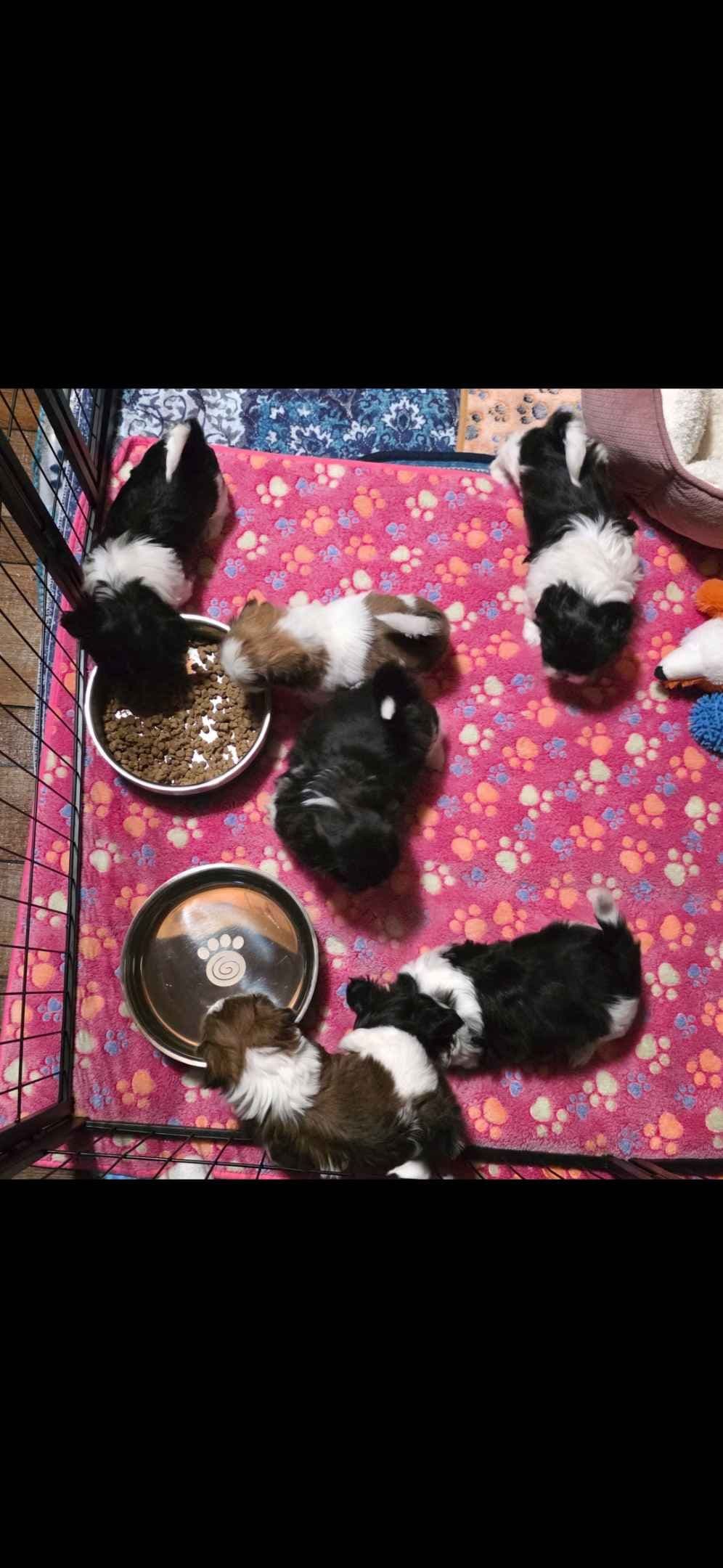 Shih Tzu Puppies ALL SOLD breeder image 1