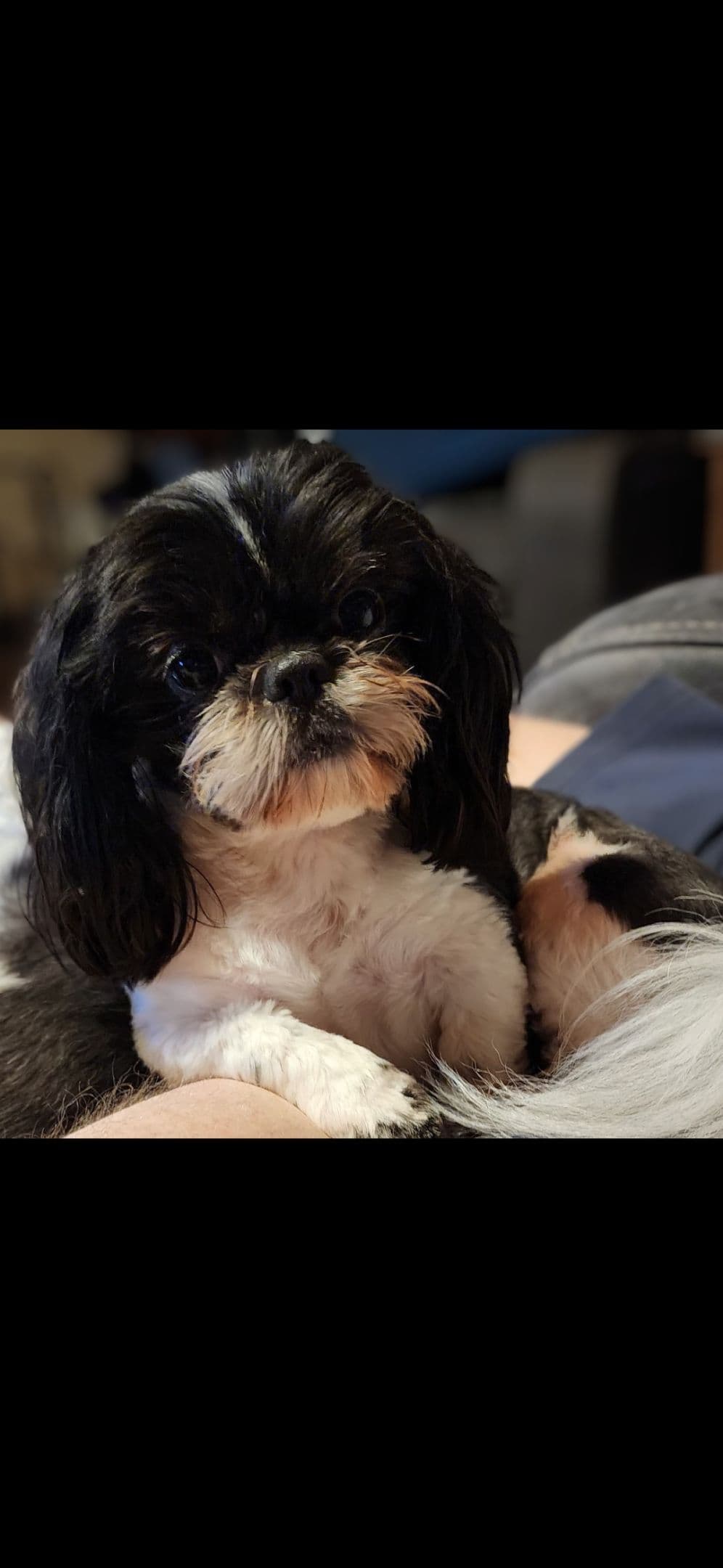 Shih Tzu Puppies ALL SOLD breeder image 2