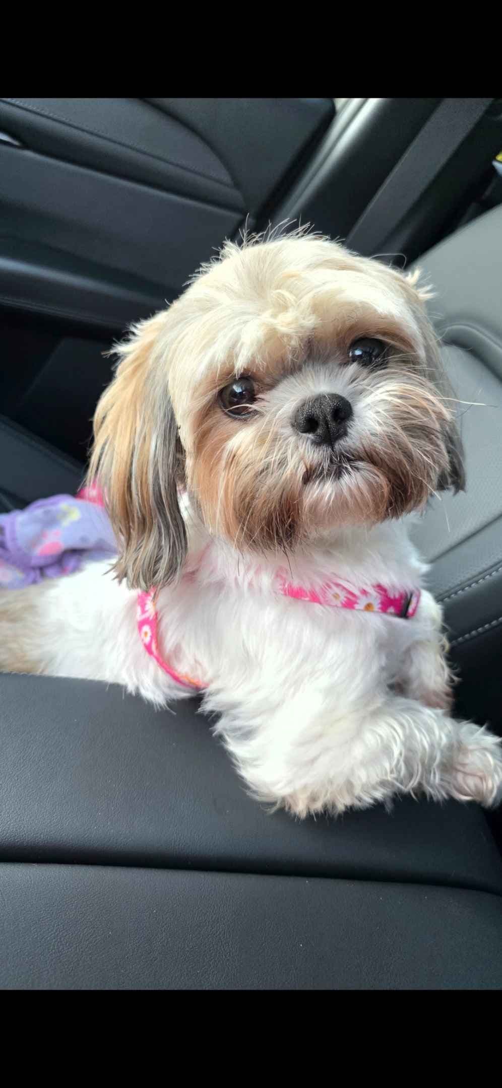 Shih Tzu Puppies ALL SOLD breeder image 3