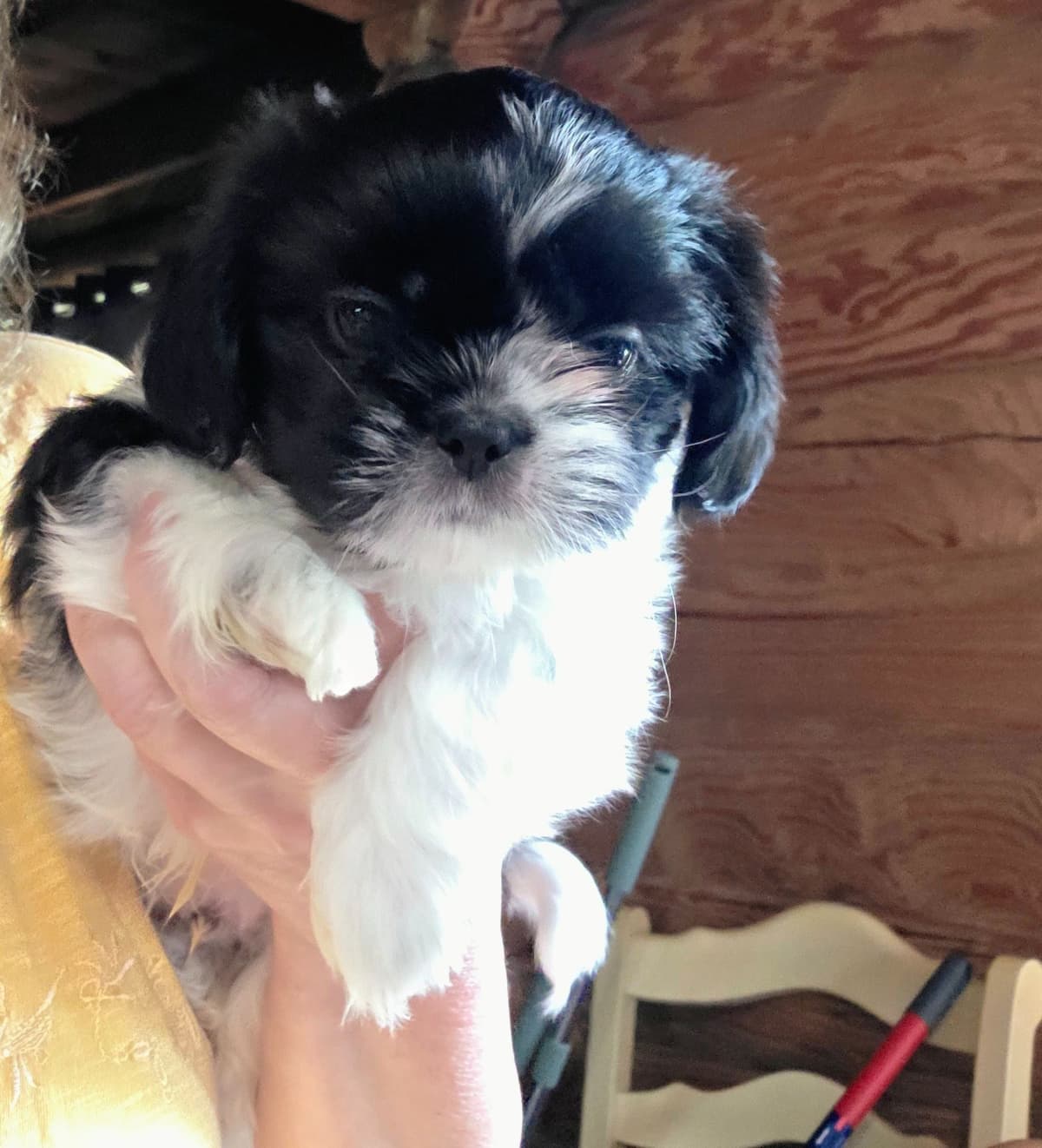 Shih Tzu Puppies ALL SOLD breeder image 4