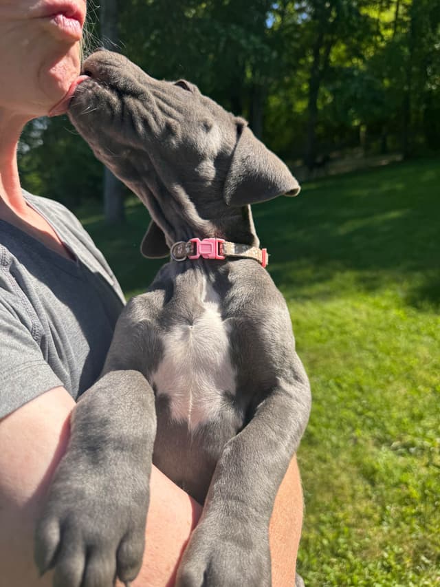AKC Blue Great Danes! media 2