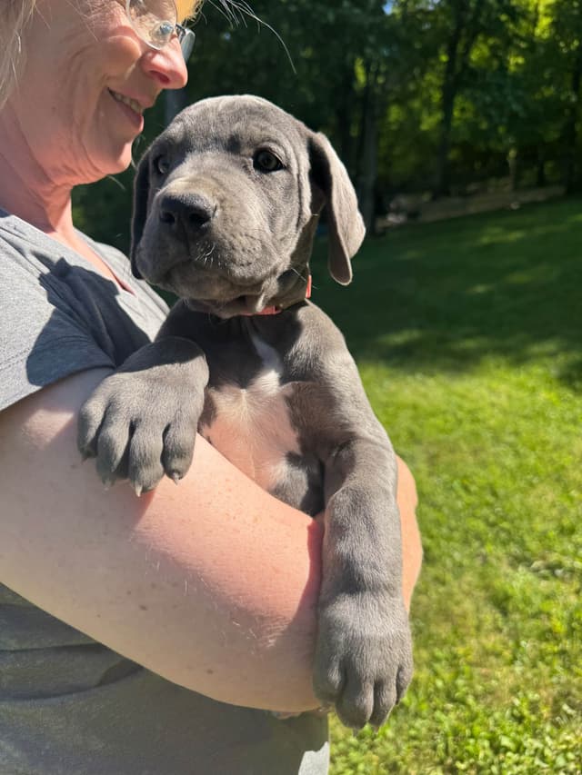 AKC Blue Great Danes! media 3