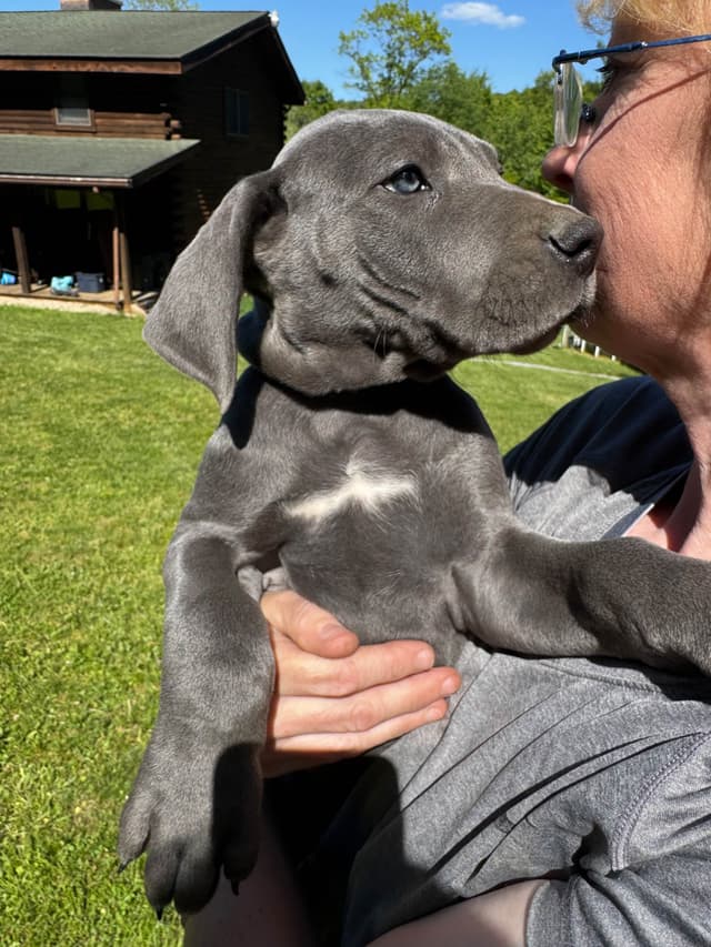 AKC Blue Great Danes! media 4
