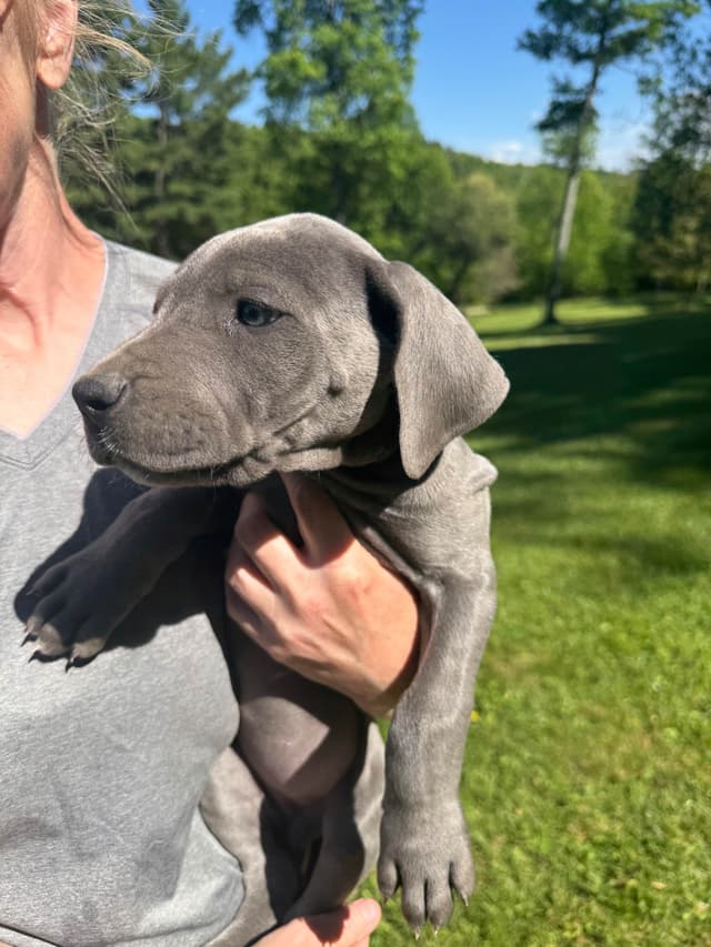 AKC Blue Great Danes! media 6