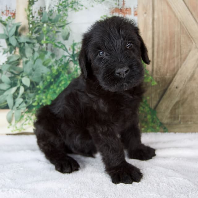 Giant Schnauzer Puppies media 3