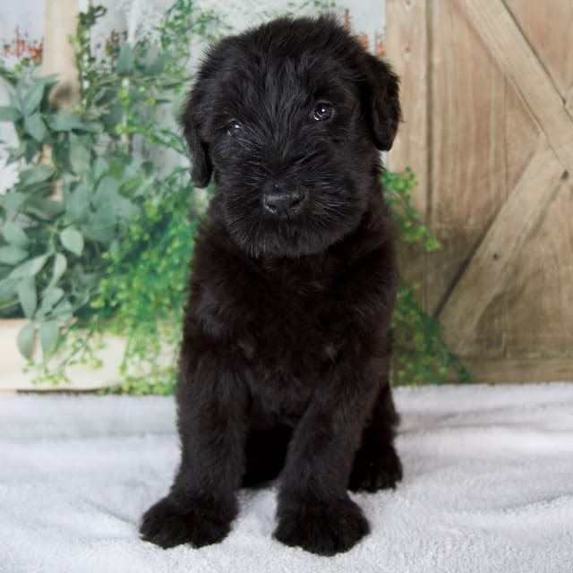 Giant Schnauzer Puppies media 9