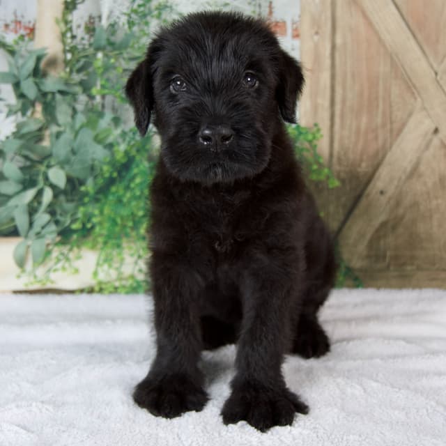 Giant Schnauzer Puppies media 5