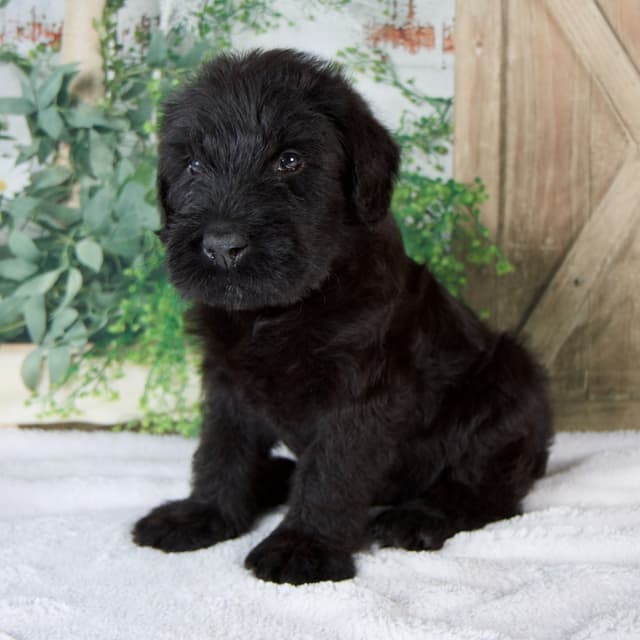 Giant Schnauzer Puppies media 4